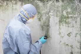 Environmental Consulting for Mold Prevention in Pasco, WA